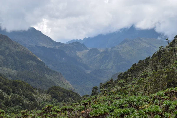 Yüksek alitude bitki yaşam dağ arka plan Bujuku Vadisi'nde Rwenzori Dağları Milli Parkı, Uganda