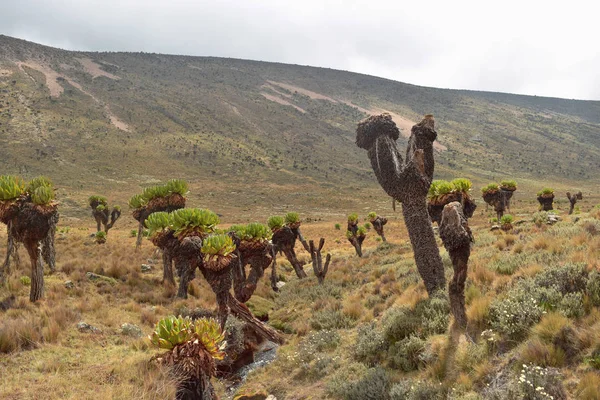 Reuze Senecio Tegen Vulkanische Rotsformaties Van Mount Kenya Kenya — Stockfoto