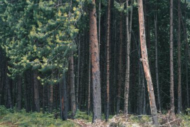 Tanzanya 'da otoyol boyunca çam ağacı ormanı
