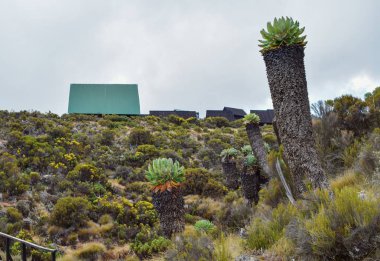 Horombo Hut, Kilimanjaro Dağı, Tanzanya 'nın arka planında büyüyen dev toprak parçaları.