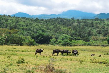 Vahşi doğada otlayan bir bufalo sürüsü, Arusha Ulusal Parkı, Tanzanya
