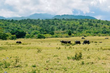 Vahşi doğada otlayan bir bufalo sürüsü, Arusha Ulusal Parkı, Tanzanya
