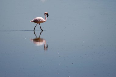 Flaminos at Lake Magadi, Kenya