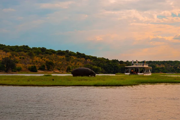 Crucero Puesta Sol Río Chobe Parque Nacional Chobe Kasane Botswana —  Fotos de Stock