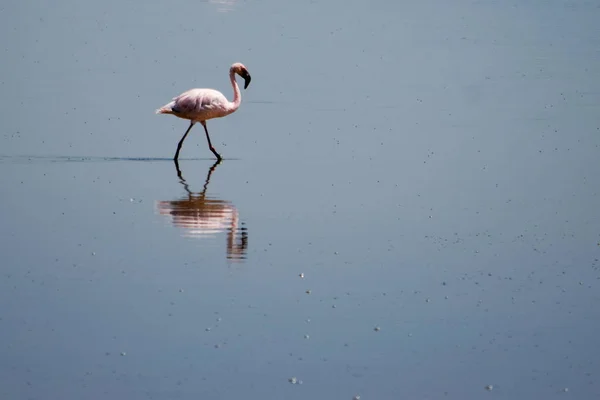 Flaminos Lac Magadi Kenya — Photo