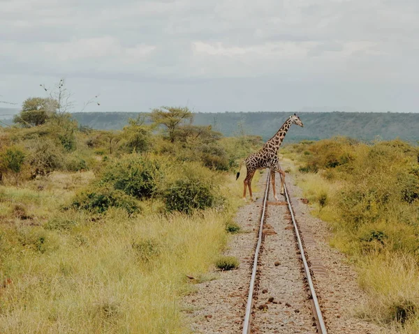 Una Giraffa Solitaria Che Attraversa Una Linea Ferroviaria Magadi Kenya — Foto Stock