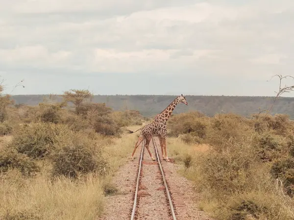 Uma Girafa Solitária Atravessando Uma Linha Ferroviária Magadi Quênia — Fotografia de Stock