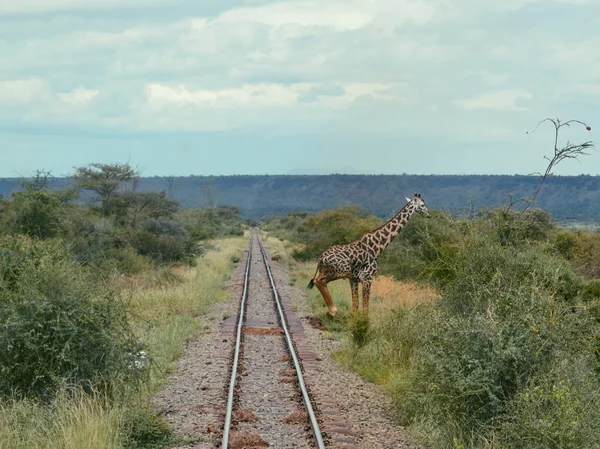 Una Giraffa Solitaria Che Attraversa Una Linea Ferroviaria Magadi Kenya — Foto Stock