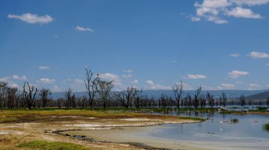 Nakuru Gölü kıyılarında renkli yosun, Rift Vadisi