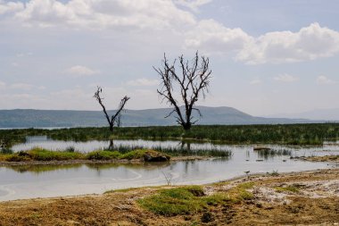 Nakuru Gölü kıyısı boyunca ölü ağaçlar, Rift Vadisi, Kenya