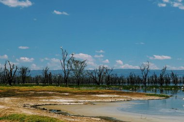 Nakuru Gölü kıyılarında renkli yosun, Rift Vadisi