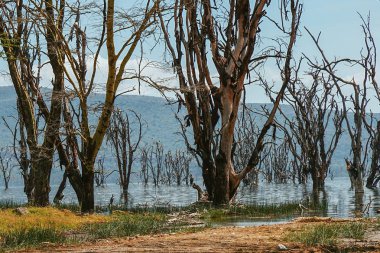 Nakuru Gölü kıyısı boyunca ölü ağaçlar, Rift Vadisi, Kenya