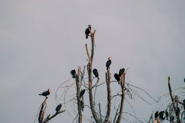 Naivasha Gölü kıyılarında ölü ağaçlar, Kenya