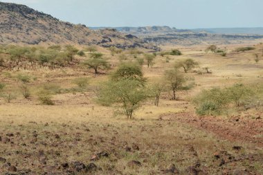 Kenya 'daki Magadi Gölü' nün kurak manzaralarında safari macerası izleme oyunu