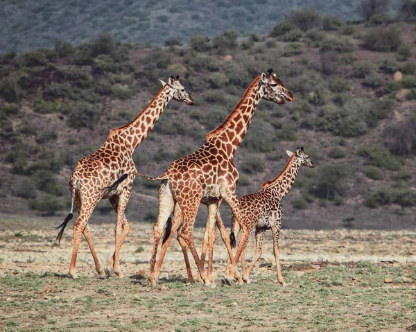 Een Kudde Giraffen Shompole Natuurbescherming Lake Mol Kenia — Stockfoto