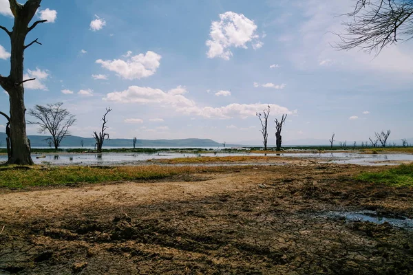 Algas Coloridas Orillas Del Lago Nakuru Valle Del Rift —  Fotos de Stock