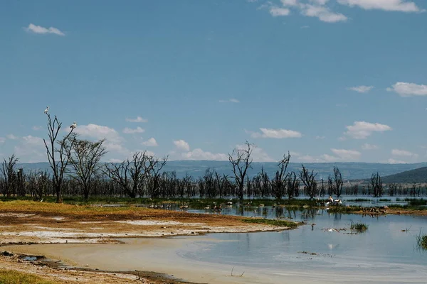 Nakuru Gölü kıyılarında renkli yosun, Rift Vadisi