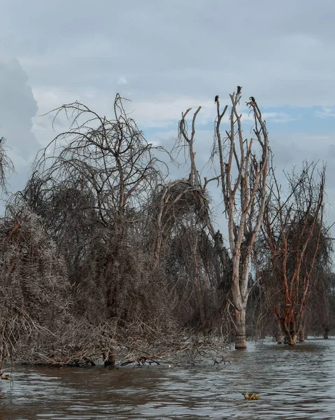 Мертвые Деревья Вдоль Берегов Озера Найваша Кения — стоковое фото