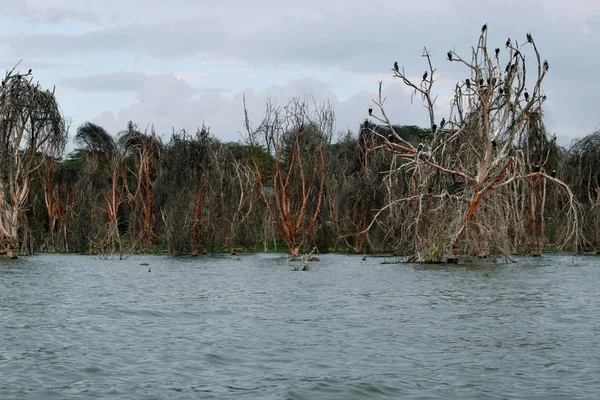 Naivasha Gölü kıyılarında ölü ağaçlar, Kenya
