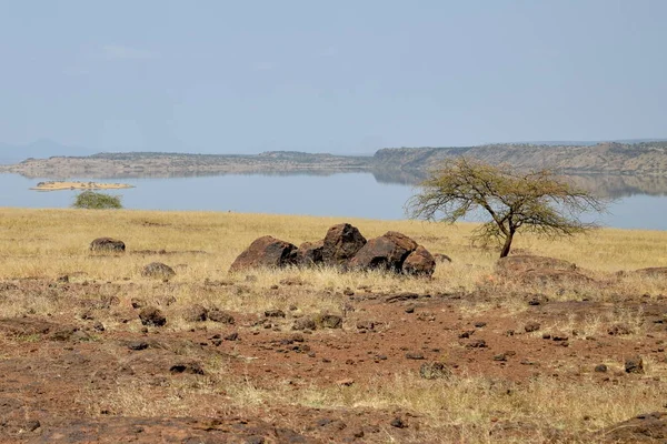 Les Paysages Arides Oaf Lac Magadi Magadi Vallée Rift Kenya — Photo