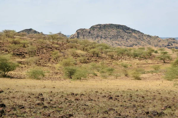 Kurak manzara OAF Lake Magadi, Magadi, Rift Vadisi, Kenya