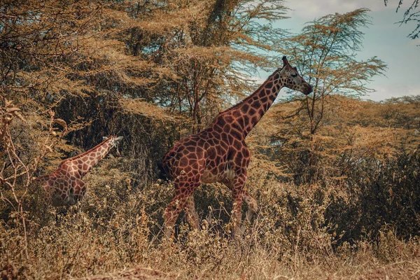 Una Mandria Giraffe Pascolo Natura Nella Riserva Nazionale Del Samburu — Foto Stock