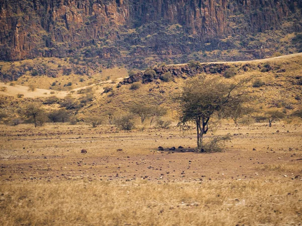 Kurak manzara OAF Lake Magadi, Magadi, Rift Vadisi, Kenya