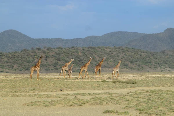 Flock Giraffer Shompole Conservancy Lake Magadi Kenya — Stockfoto