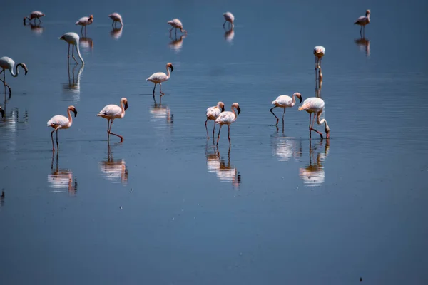 Game watching safari adventure in the arid landscapes of Lake Magadi, Kenya