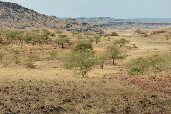 Jogo Aventura Safari Assistindo Nas Paisagens Áridas Lago Magadi Quênia — Fotografia de Stock