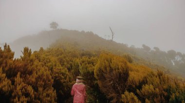 Kenya, Aberdare 'in panoramik dağ manzaralarındaki yağmur ormanlarındaki şelale