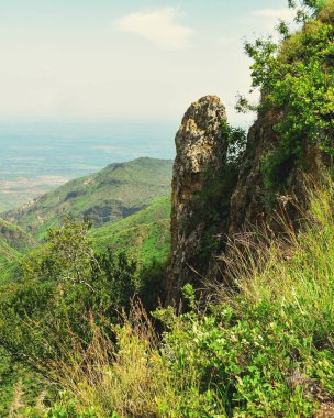 Kenya 'da Masai Mara Ulusal Rezervi' nin savanadaki çayırlara karşı ağaç.