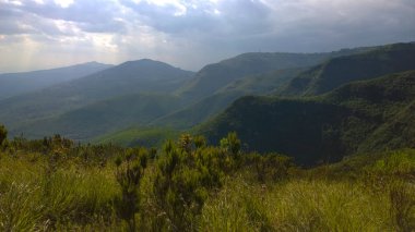 Kenya 'nın Aberdare Sıradağları manzarasında ağaçlar