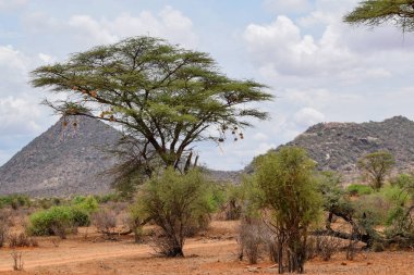 Kenya 'daki Samburu Ulusal Rezervi panoramik dağ manzaralarında Ewaso Nyiro Nehri.
