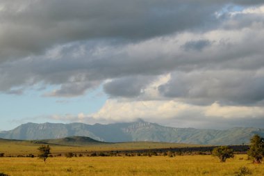 Kenya 'daki Tsavo Doğu Ulusal Parkı' nın ovalarında toprak bir yol.