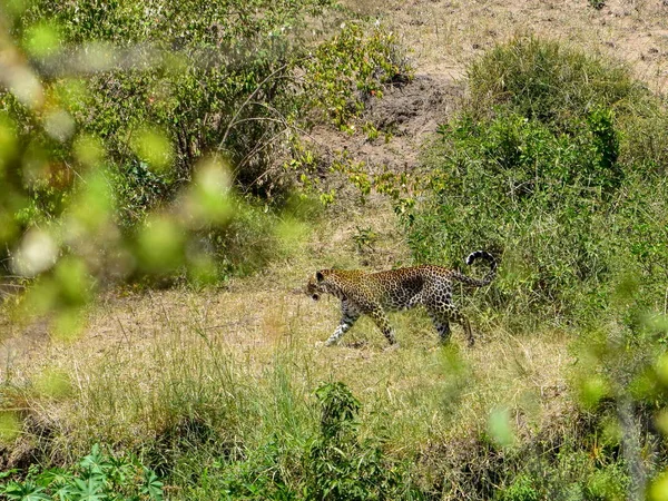 Leopard Jakt Masai Mara National Reserve Kenya — Stockfoto