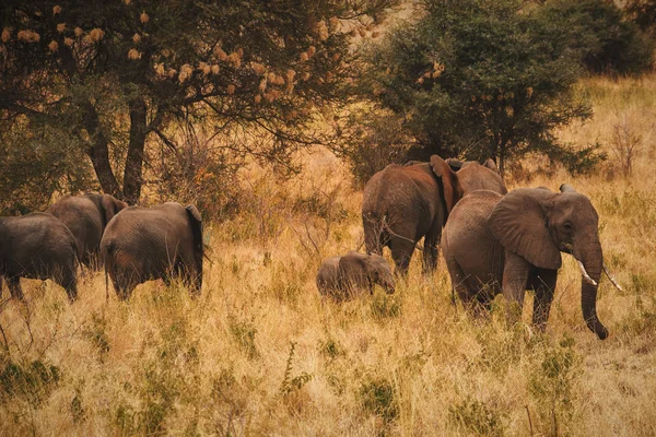 Una Mandria Elefanti Africani Nel Selvaggio Meru National Park Kenya — Foto Stock