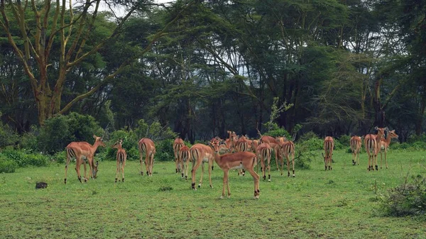 Eine Antilopenherde Freier Wildbahn Lake Nakuru Nationalpark Kenia — Stockfoto