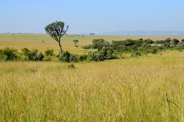 Landschaftlich Reizvolle Savannenwiesen Gegen Den Himmel Masai Mara National Reserve — Stockfoto