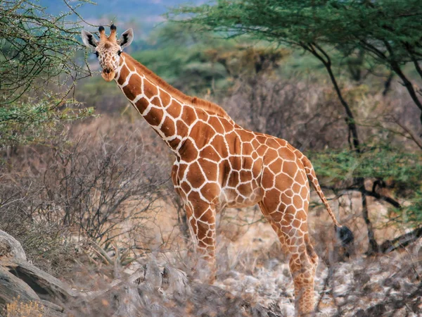 Rebanho Girafas Pastando Natureza Reserva Nacional Samburu Quênia — Fotografia de Stock