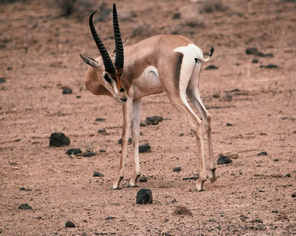 Herd Antelopes Wild Lake Nakuru National Park Kenya — Stock Photo, Image