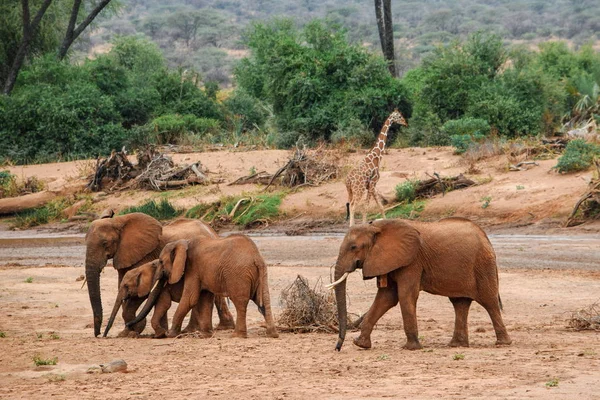 Rebanho Elefantes Africanos Loxodonta Africana Rio Ewaso Nyiro Reserva Nacional — Fotografia de Stock