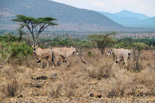 Beisa Oryx Eller Östafrikansk Oryx Betar Vilt Samburu National Reserve — Stockfoto