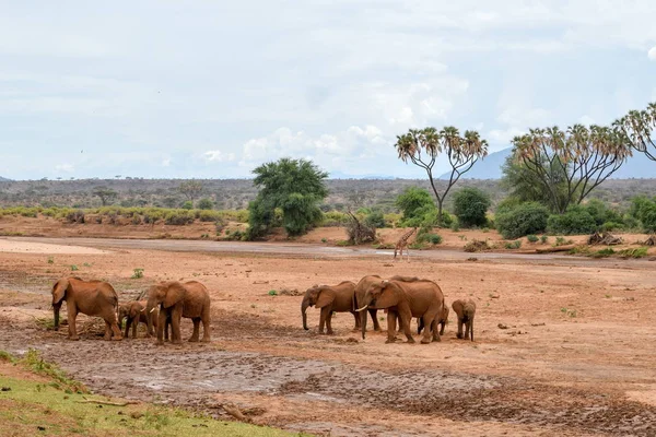 Rebanho Elefantes Africanos Loxodonta Africana Rio Ewaso Nyiro Reserva Nacional — Fotografia de Stock