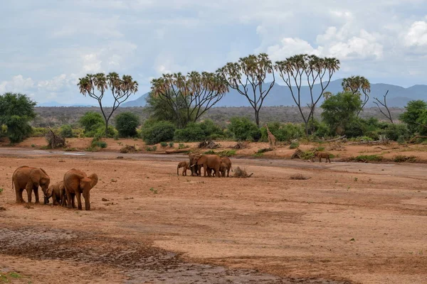 Rebanho Elefantes Africanos Loxodonta Africana Rio Ewaso Nyiro Reserva Nacional — Fotografia de Stock