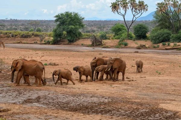 Стадо Африканских Слонов Loxodonta Fcana Реке Эвасо Ньиро Национальный Заповедник — стоковое фото