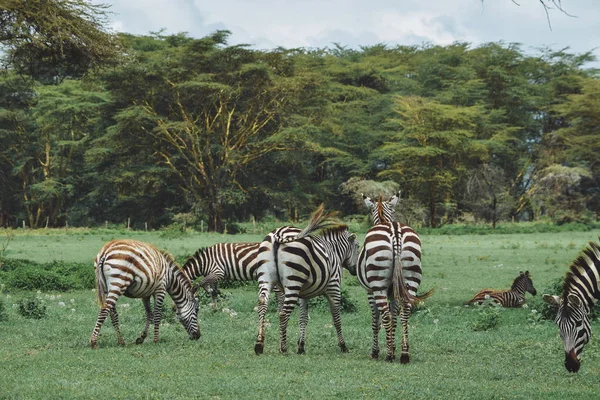Zebras Grasen Freier Wildbahn Samburu National Reserve Kenia — Stockfoto