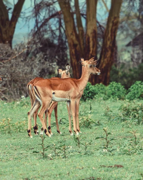 Rebanho Antílopes Natureza Parque Nacional Lago Nakuru Quênia — Fotografia de Stock