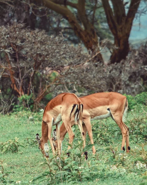 Eine Antilopenherde Freier Wildbahn Lake Nakuru Nationalpark Kenia — Stockfoto