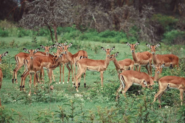 Стадо Антилоп Дикой Природе Национальном Парке Озера Накуру Кения — стоковое фото